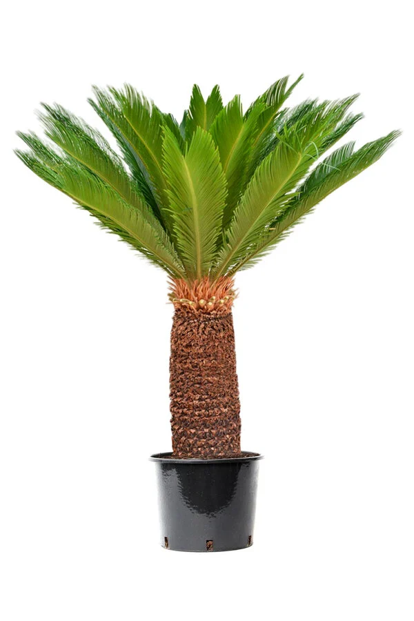 cycas revoluta xxl