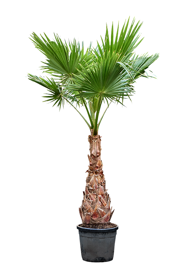 mexikoi legyezopalma 600x900