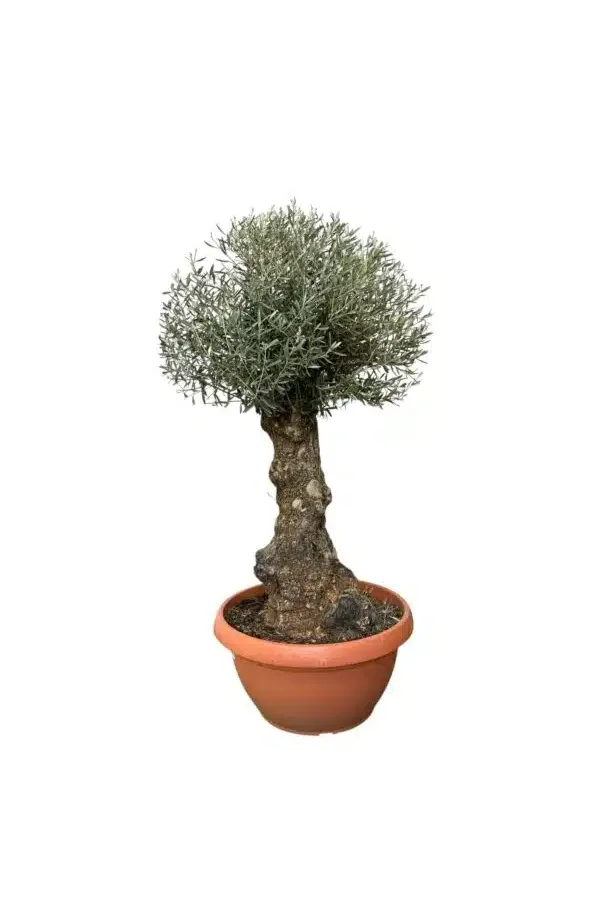 olea resized 600x900