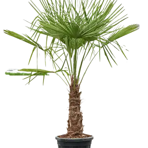 trachycarpus fortunei xl