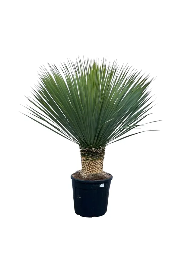 yucca resized 600x900